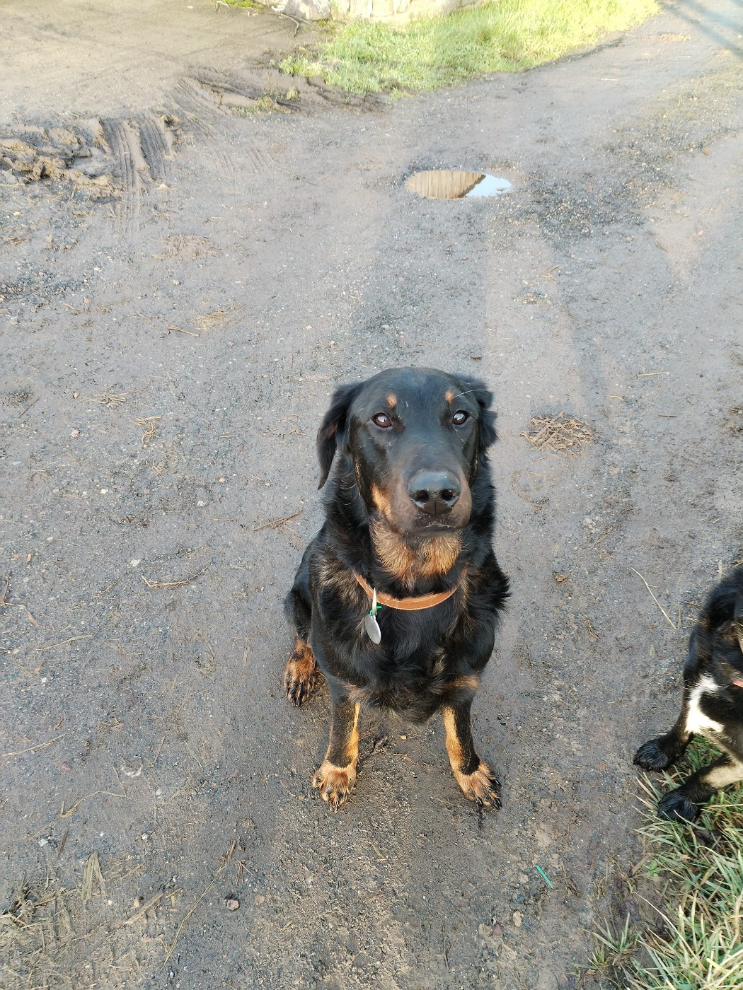 Topaze De La Ferme Des Beaumalous