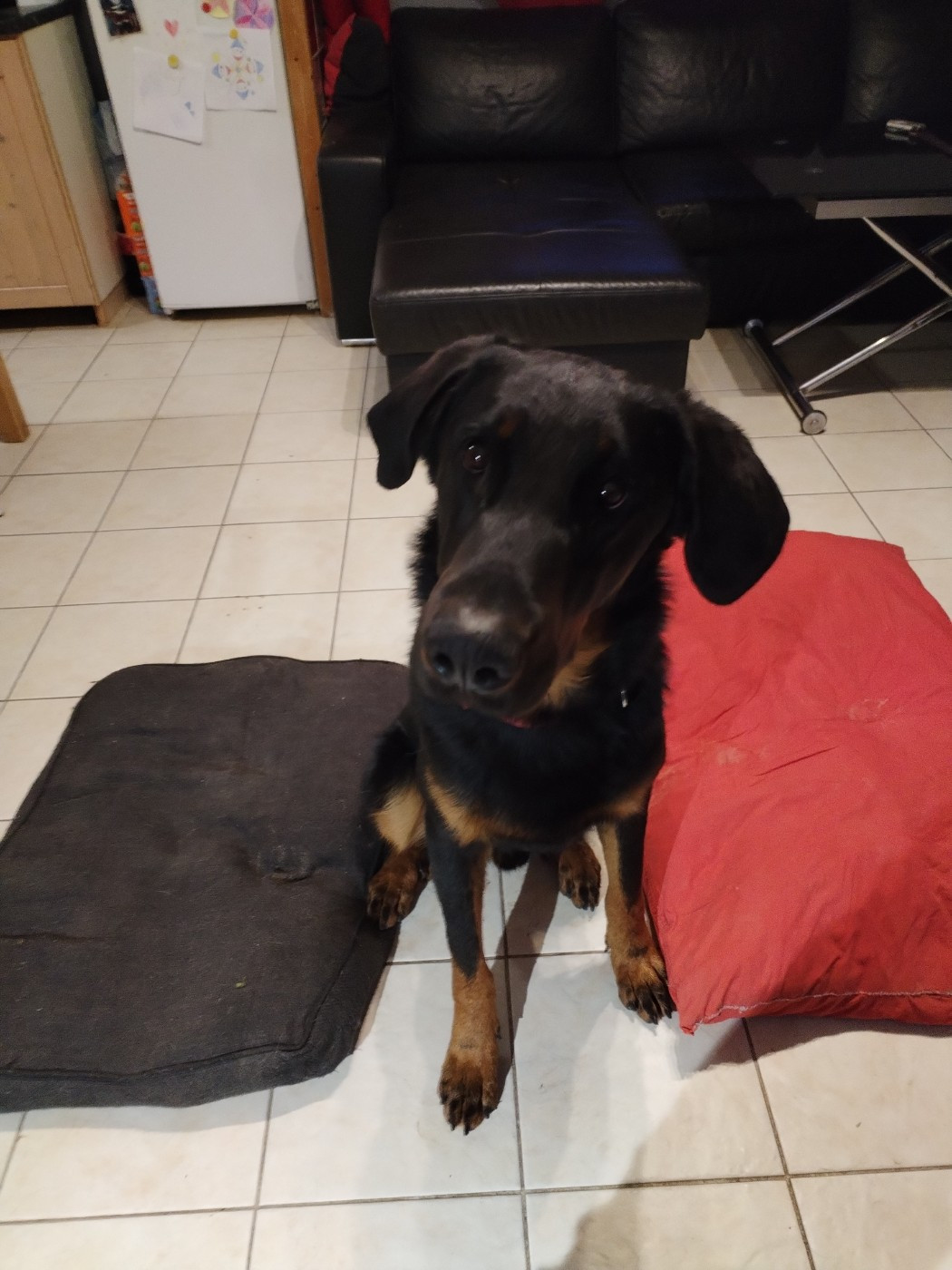 Apollon de la mare a l oraille