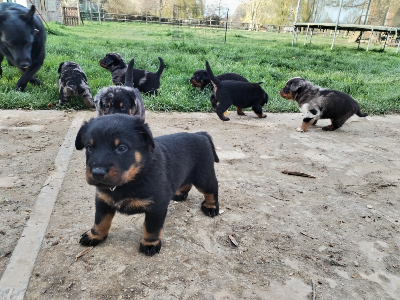 Chiot Berger de Beauce Des Rubtoz
