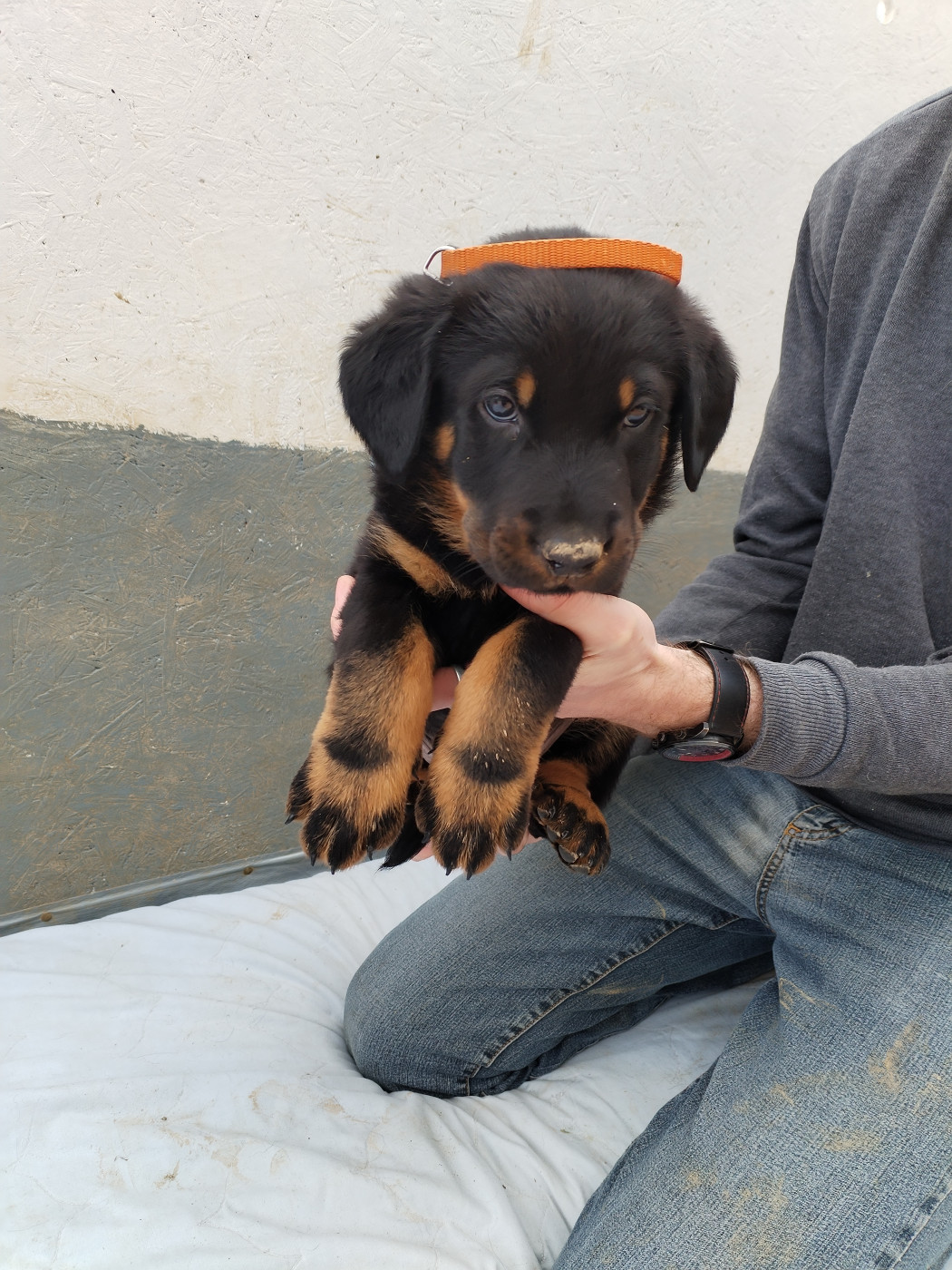 Des Rubtoz - Chiots disponibles - Berger de Beauce