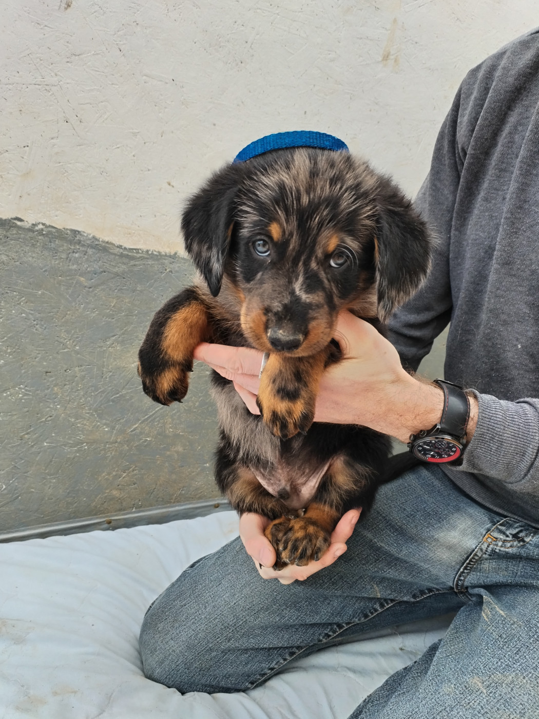 Des Rubtoz - Chiots disponibles - Berger de Beauce