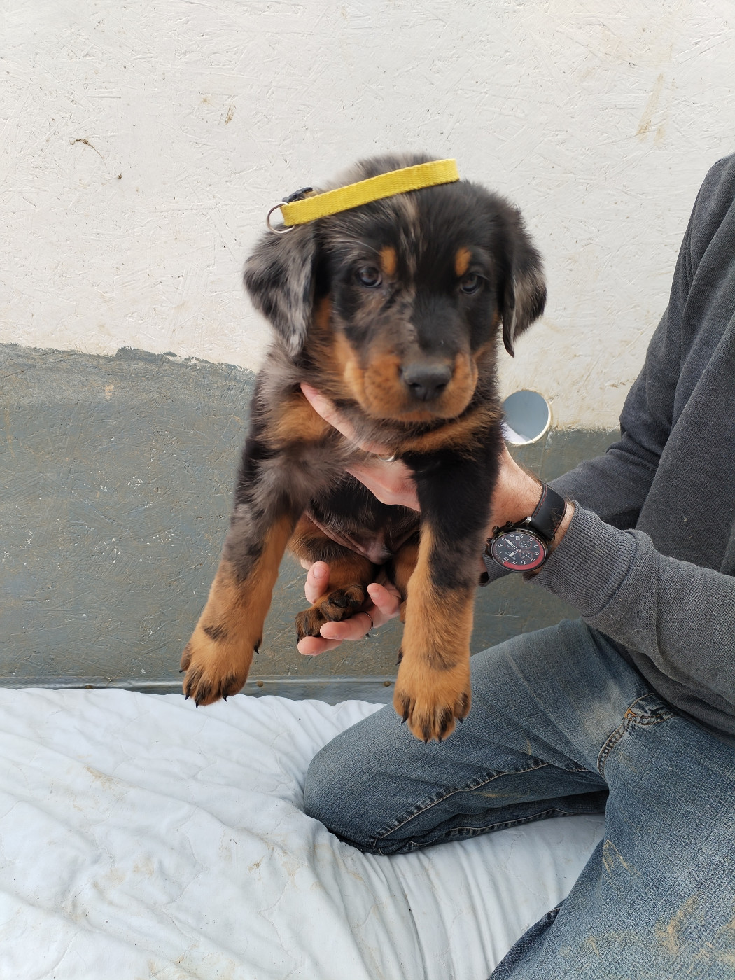 Des Rubtoz - Chiots disponibles - Berger de Beauce