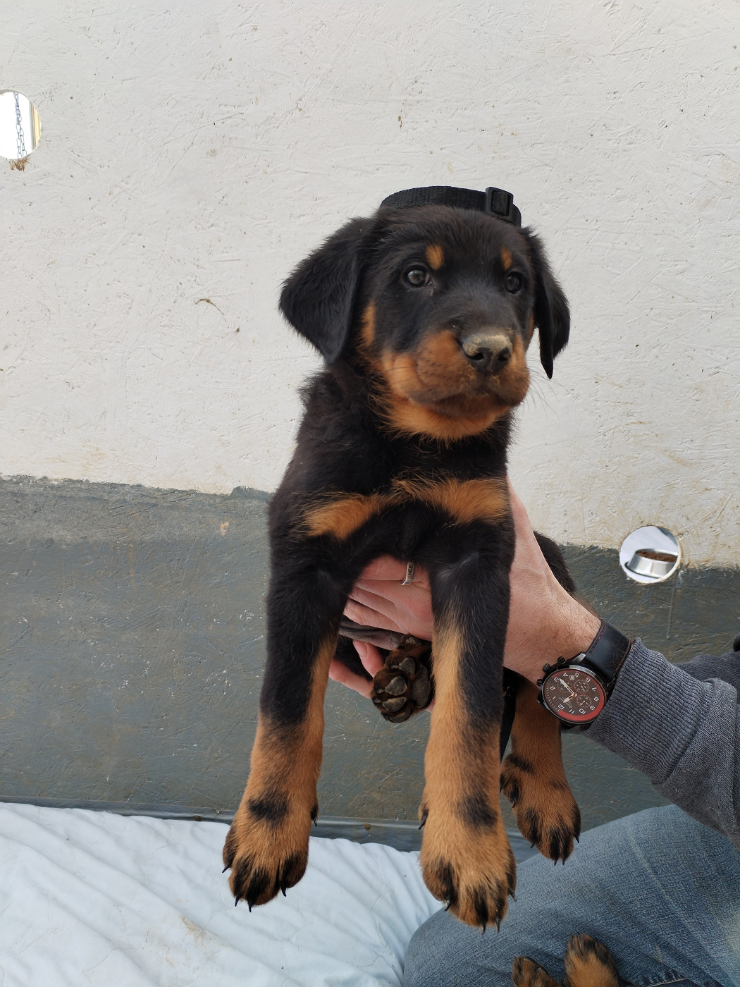 Des Rubtoz - Chiots disponibles - Berger de Beauce